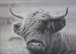 Highland Cattle tavla