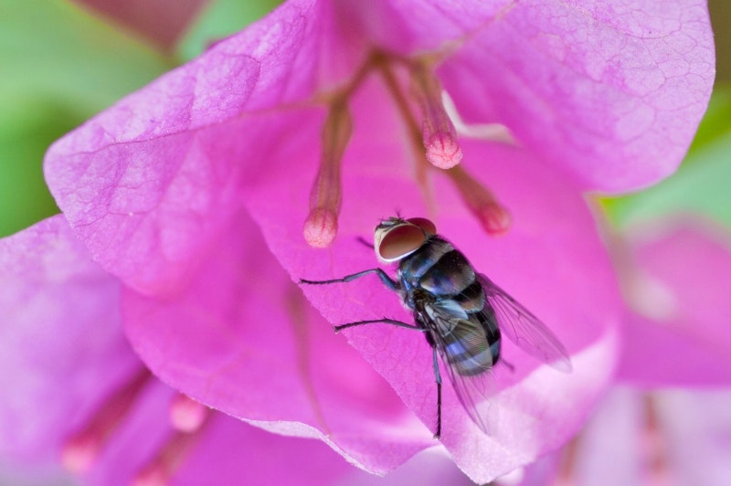 Pollinerande djur i naturlig kärleksakt