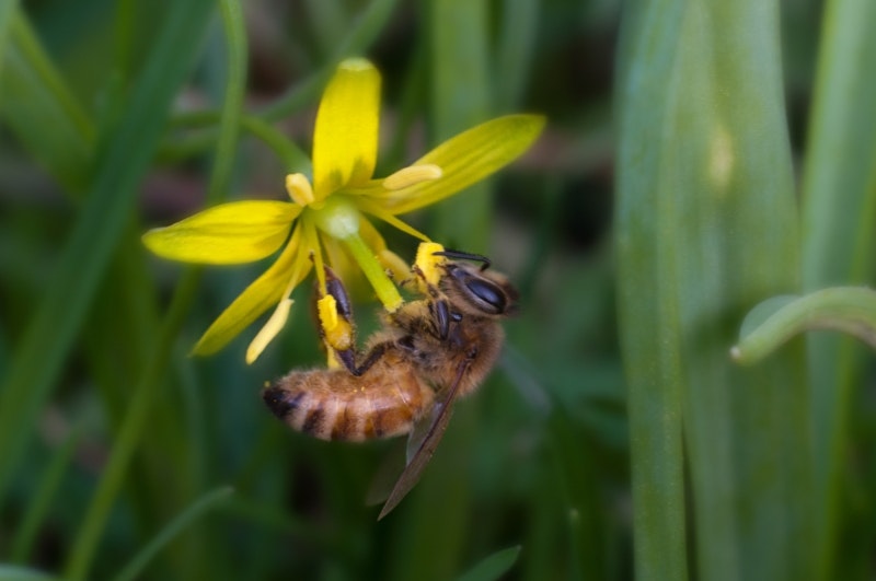 Pollinering avgörande för biologisk mångfald