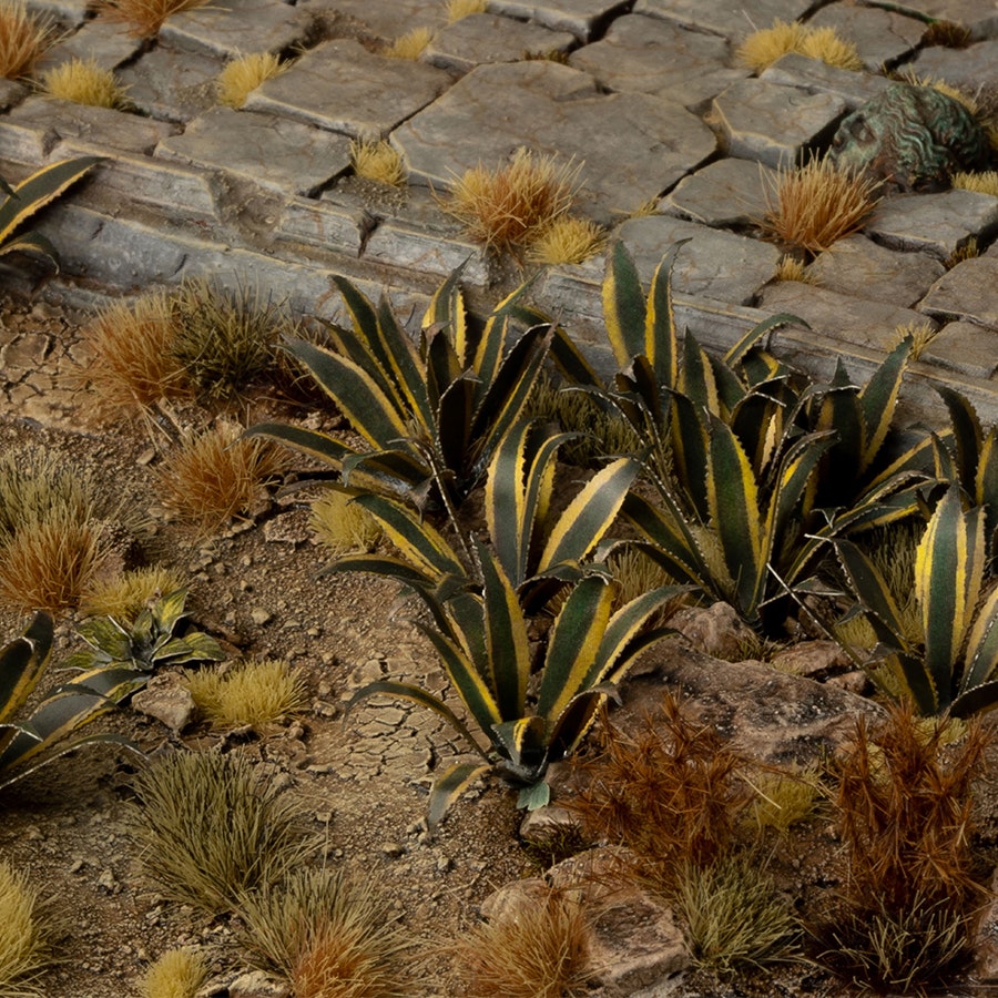 Agave