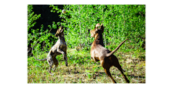 2 st hundbollar 100% Ull Ø7cm - Naturlig & Handgjord!