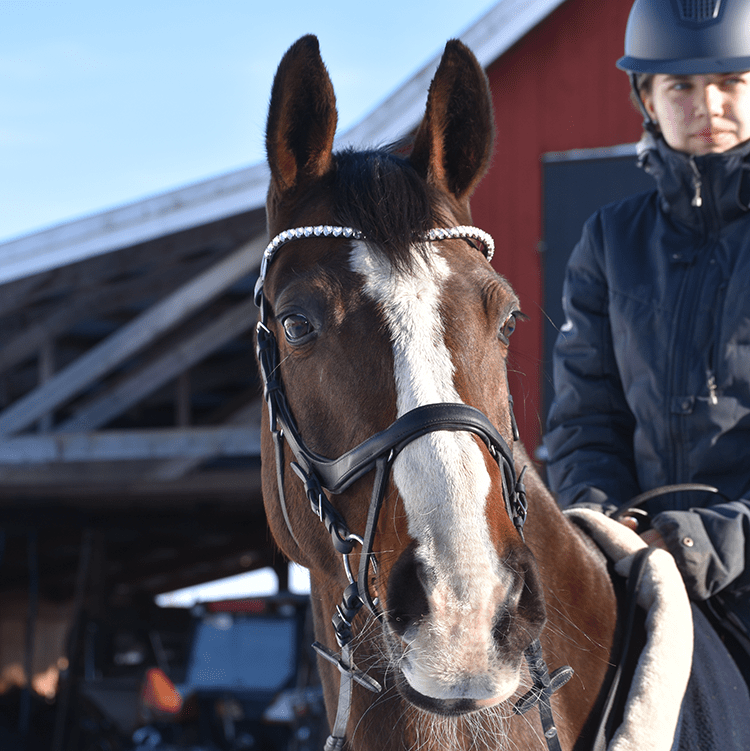 Häst - EQ SHOP - allt för dina fritidsintressen