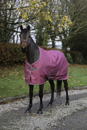 Bucas Freedom Stable - 300g : Raspberry - Forhåndsbestill nå!