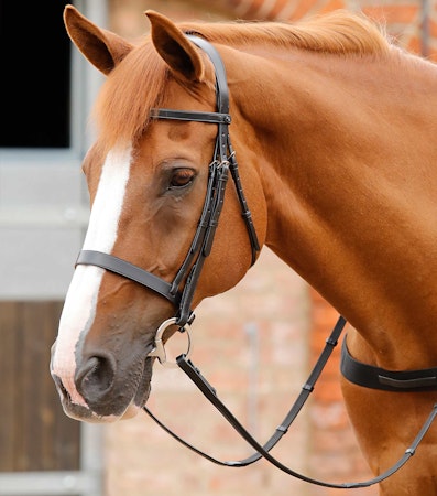 Premier Equine Hodelag "Hunter"