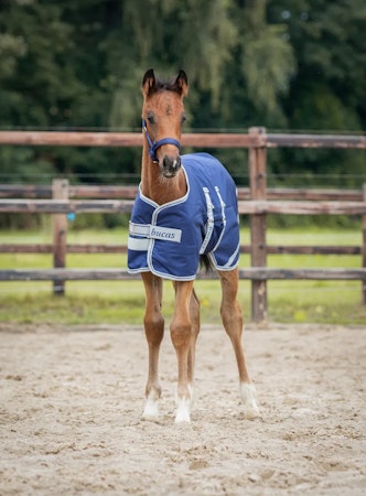 Bucas Foal Turnout - Dekken 50g
