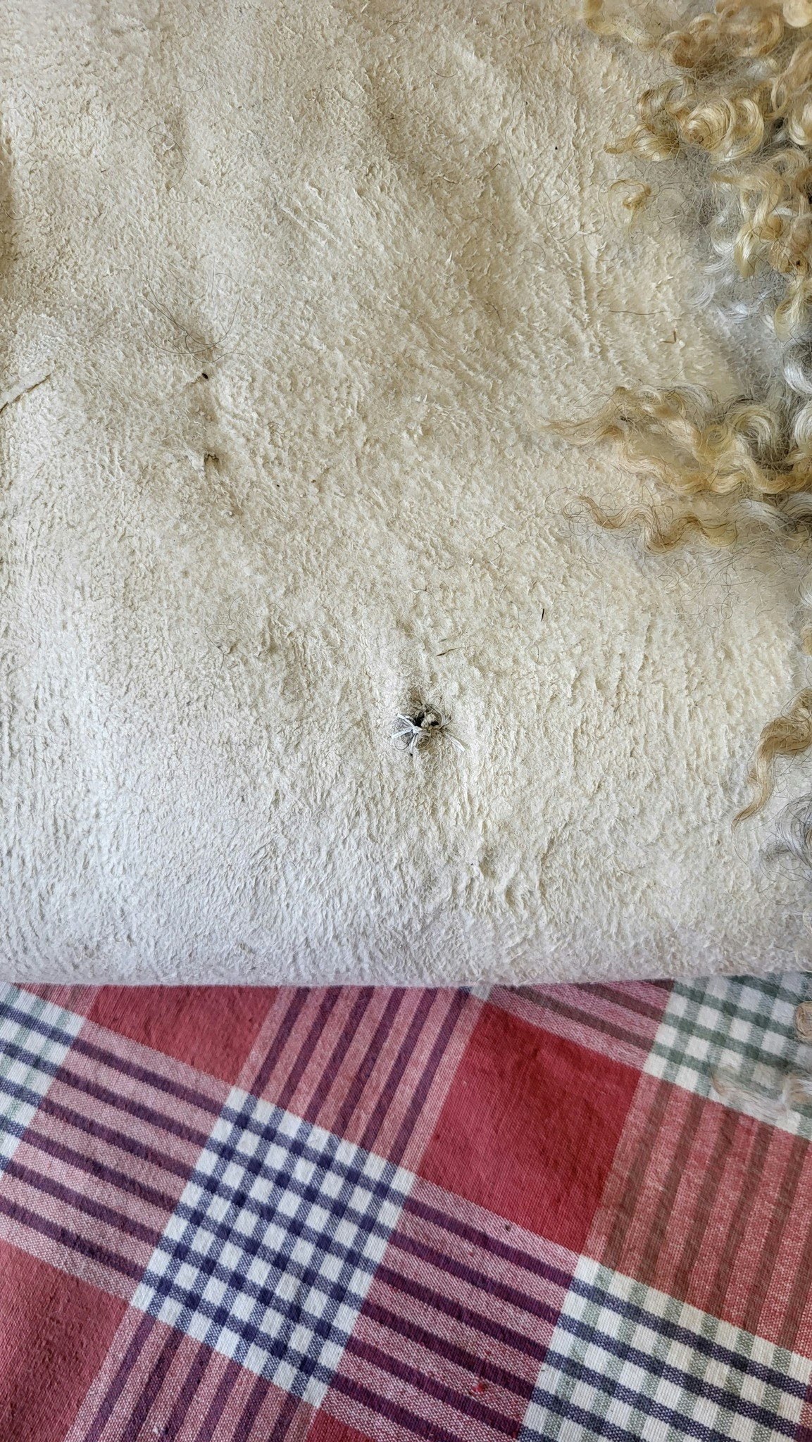 Fårfäll med mörk botten och grå/vita lockar