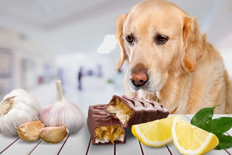 Dette skal hunden din ikke spise