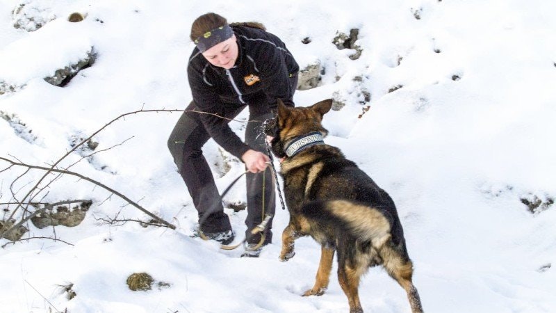 Bli med hundene Vic og Jølle på trening