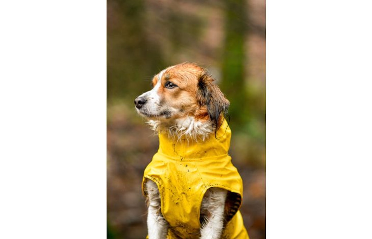 Regndekken til hund Ciro gul 30cm