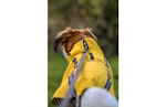 Regndekken til hund Ciro gul 30cm