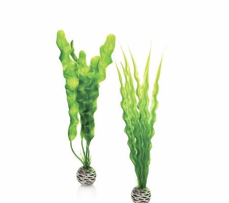 biOrb Easy plant set M green