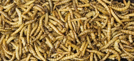 Jr Farm Melorm i boks 70 g