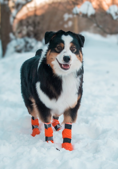 Non-Stop Protector Light Socks potesokk High, Orange,  4Pk