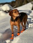 Non-Stop Protector Light Socks potesokk High, Orange,  4Pk