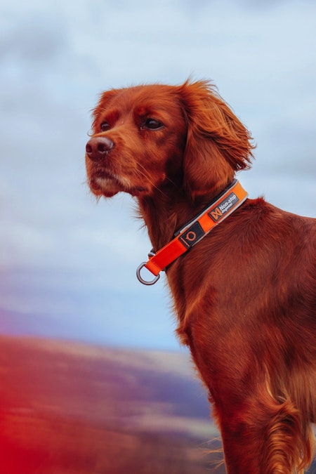 Non-Stop Cruise Collar, Orange, L