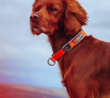 Non-Stop Cruise Collar, Orange, S