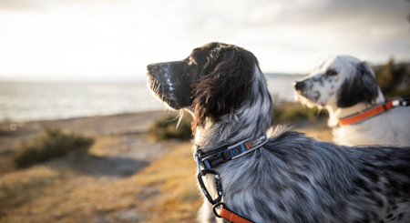Non-Stop Roam Collar, Orange, M