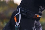 Non-Stop Rock Adjustable Collar, Black/Orange, L