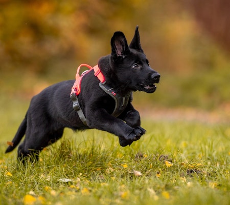 Non-Stop Ramble Harness, Black/Orange, L