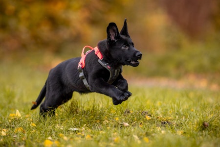 Non-Stop Ramble Harness, Black/Orange, M