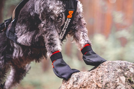 Non-Stop Solid Sock, Black, XS, 4Pk
