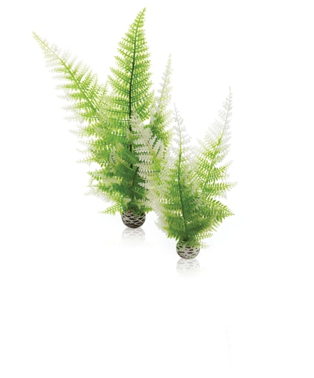 biOrb Aquatic winter fern set 2
