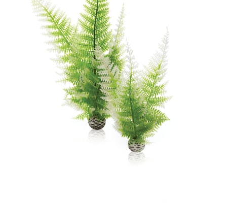 biOrb Aquatic winter fern set 2