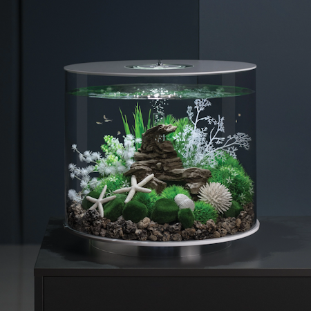 biOrb Topiary ball with daisies