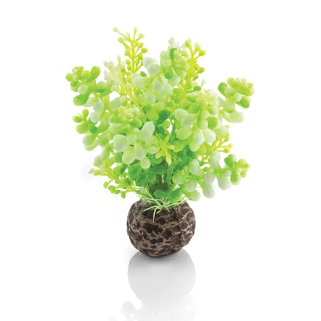 biOrb Aquatic Caulerpa green