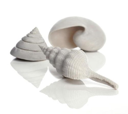 biOrb Sea shell set 3 white