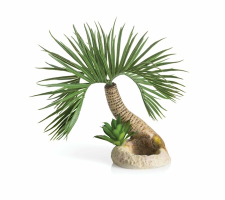 biOrb palm tree Seychelles S