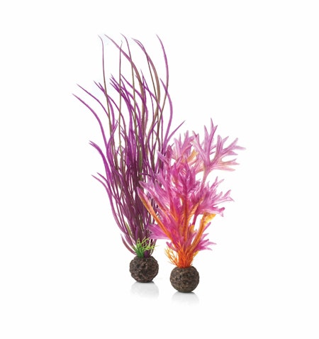 biOrb Plant set M red & pink