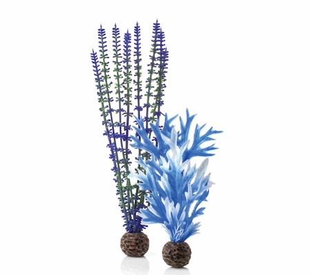 biOrb Plant set M blue & purple