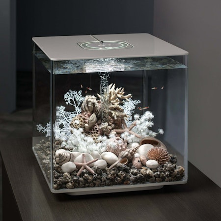 biOrb sea urchins set black