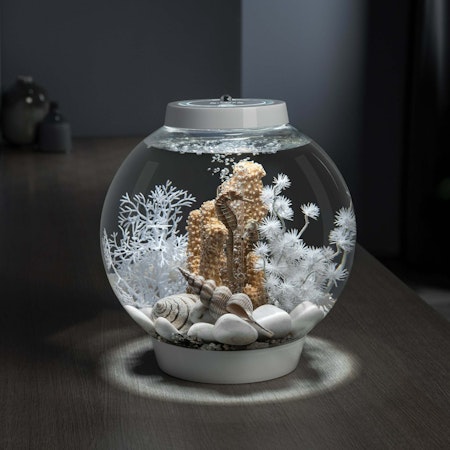 biOrb seahorses on coral black S