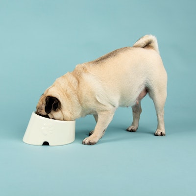 Scruffs Icon Flat Faced Pet Bowl - 18 x 15 x 10,5 cm Cream