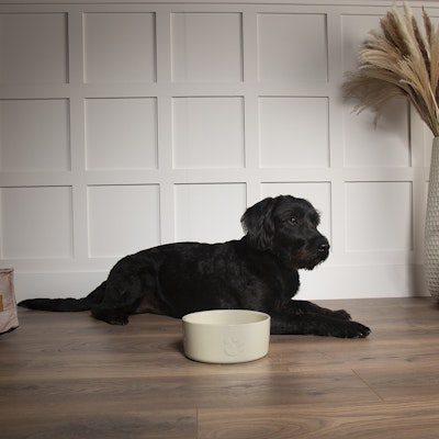 Scruffs Icon Pet Food Bowl - 25 x 10 cm Cream