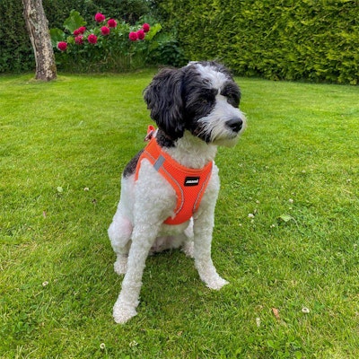 Hundesele Air-Mesh Orange (små hunder)