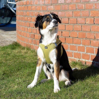 Hundesele Air-Mesh Gul (små hunder)