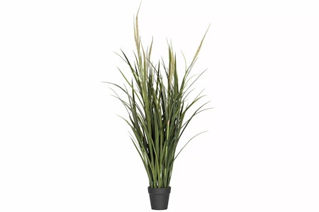 Dunborstgräs 100cm