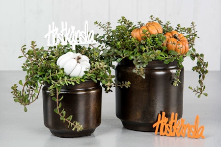 Pumpa Stick Vit Mix Poly