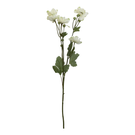 Fleur Fransk Anemon