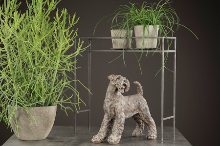 Hund Schnauzer Poly