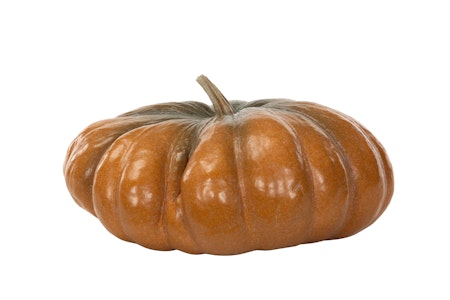Pumpa Orange.Nat Poly