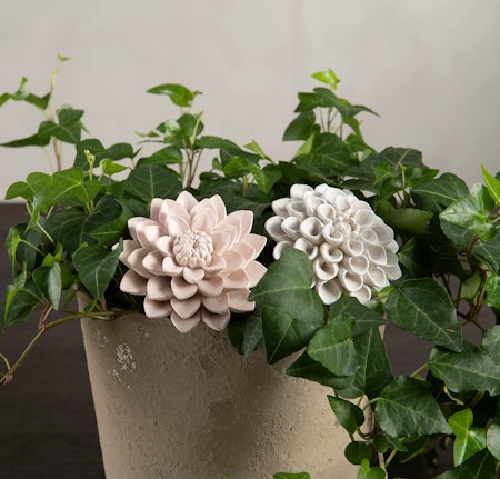 Dahlia Stick Mix Poly