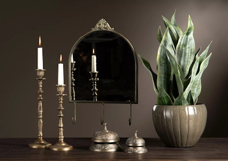 Sansevieria