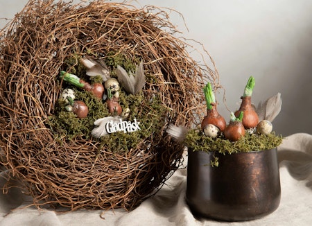 Blomsterlök Hänge Natur Poly