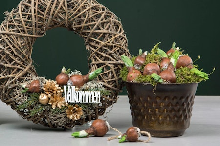Blomsterlök Hänge Natur Poly