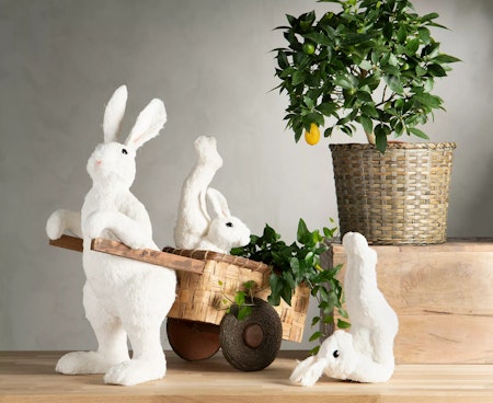 Hare Workout Vit