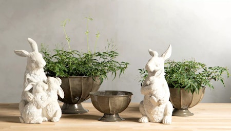 Hare kramas Poly